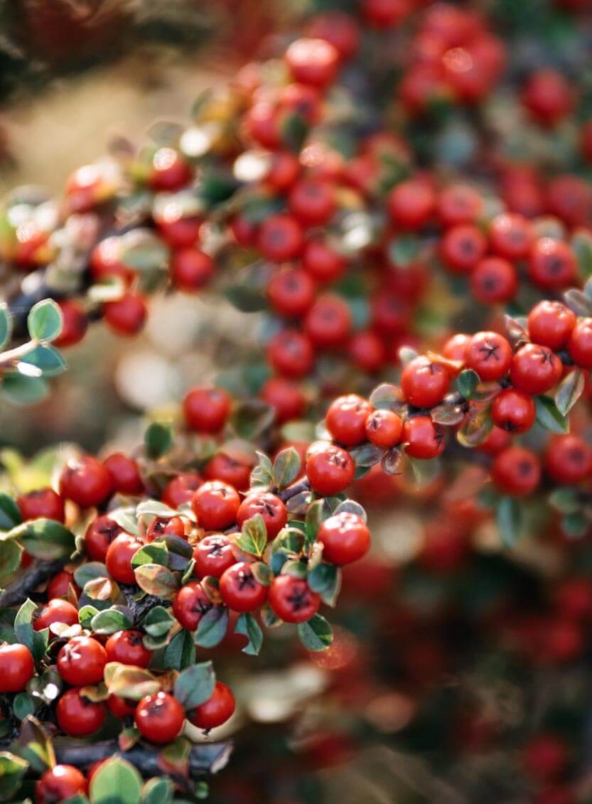 Bunch of Cranberries