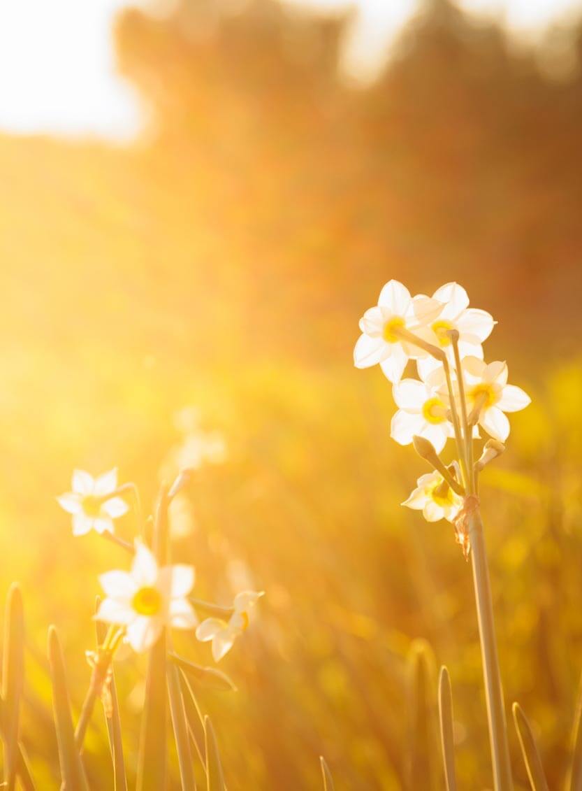 Flowers in the Sun