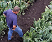 Man walking in a farm