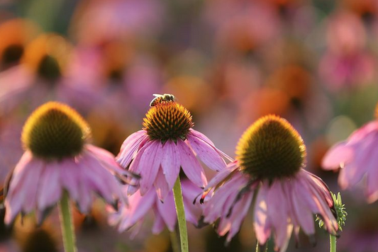 Plan Bee: Το Μελισσοκομείο Factors Farms®