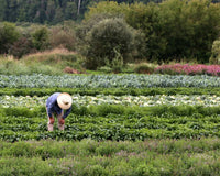 Man farming