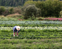 Man farming